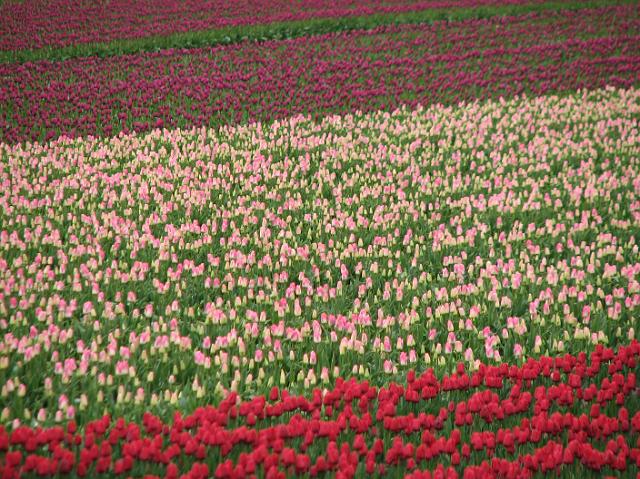 IMG_5696 Purple, pink, and red tulips!