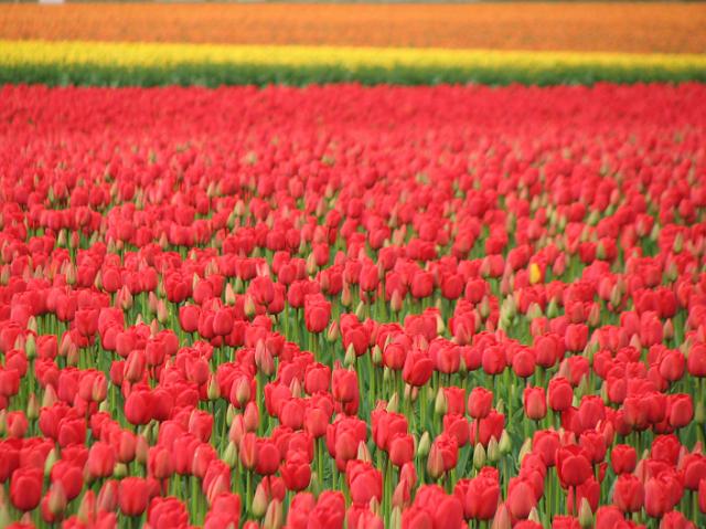IMG_5774 The red, yellow, and orange tulips go well together and make for a sunny-feeling field on a rainy day.
