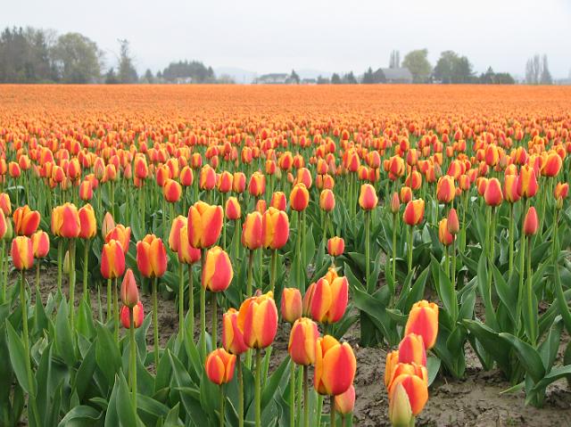IMG_5846 Tulips as far as the eye can see (if you crouch).
