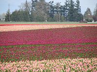 IMG_5697 Rows and rows of tulips.