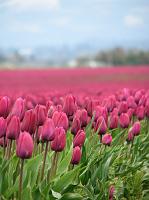 IMG_5738 A big field of pretty purple tulips