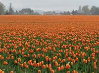 IMG_5819 The orange looking tulips were pretty.