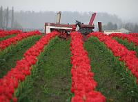 IMG_5859 Red tractor, very red tulips.