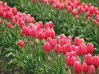 IMG_5876 Pretty pink tulips.