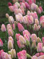 IMG_5904 Pretty pink tulips.