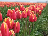 pretty tulips