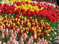 IMG_6336 Many varieties of tulips