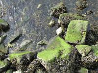 IMG_0956 Moss on the rocks