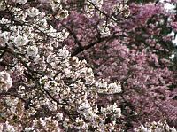 IMG_1008 Blooming cherry trees at the Washington Arboretum