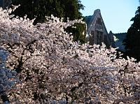 IMG_1064 Cherry blossom trees on the U-Dub campus