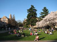 IMG_1071 Everyone at UW enjoying the sun and cherry blossom trees