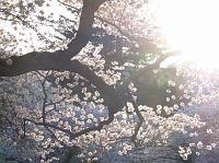 IMG_1089 Sunlight through the cherry blossom trees