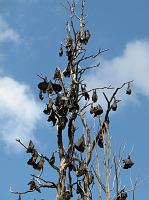 IMG_7925 Grey-headed flying foxes (large bats)