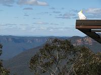 Cockatoo at Blue Mountains