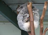 IMG_8676 Koala