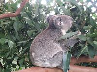 Koala eating eucalyptus leaves