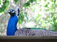 IMG_8769 Colorful peacock