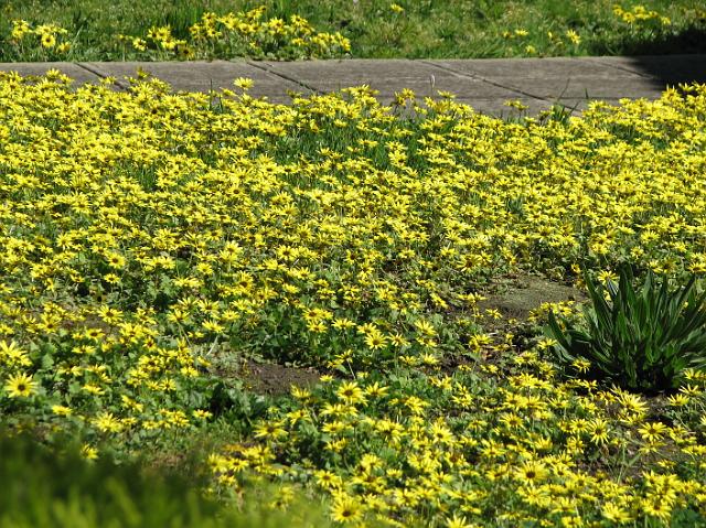 IMG_5776 Lots of yellow daisies