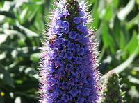 IMG_5734 Neat purple flower and bee