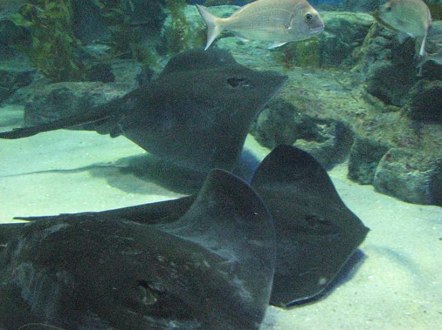 IMG_6032 Sting rays in the big tank