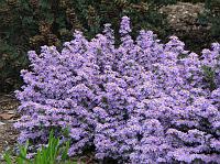 IMG_6144 Pretty lavender flowers