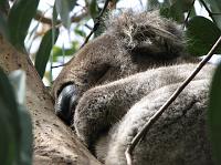 IMG_6356 sleeping koala in eucalyptus tree