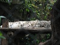 IMG_6878 Sleeping snow leopards