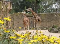 IMG_6922 Giraffes