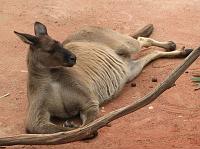 IMG_6937 Lazy kangaroo