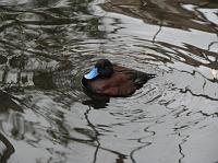 IMG_6955 Blue-billed duck, a near threatened bird found in Australia