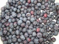 DSCF7236 Blueberries in our bucket