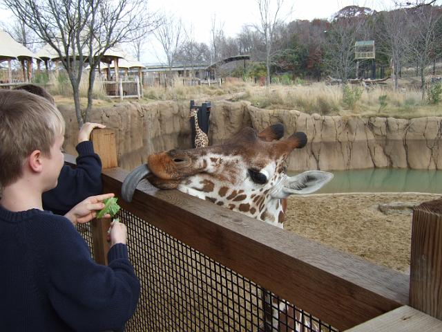DSCF7968 A kid feeding a giraffe at the Dallas Zoo