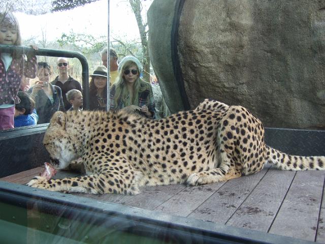 DSCF7973 A cheetah at the Dallas Zoo