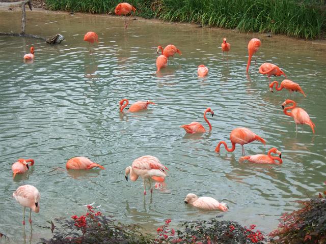 DSCF7994 Flamingos at the Dallas Zoo