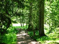 IMG_2525 Beautiful greenery on the Trail of the Shadows near Longmire
