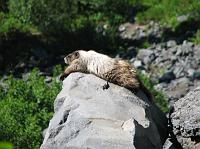 IMG_2585 Lazy hoary marmot laying on rock