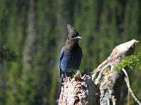 Steller's Jay bird