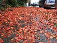 DSCF2470 So many red and orange leaves everywhere