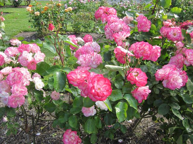 IMG_1362 Pink roses