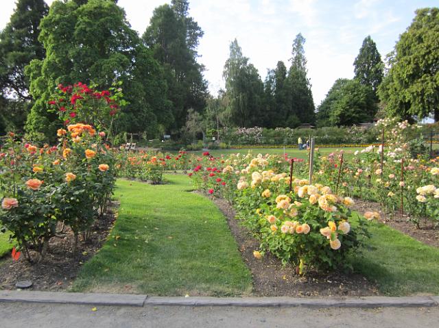 IMG_1365 Pretty rose garden