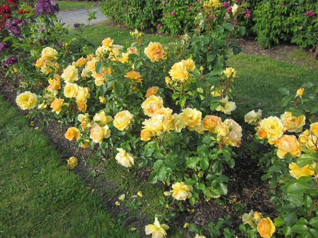 IMG_1381 Yellow roses