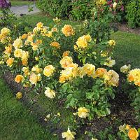IMG_1381 Yellow roses