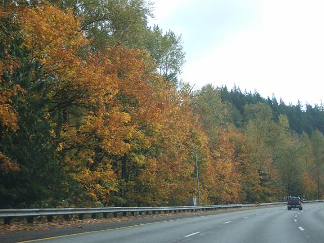 DSCF4743 Colorful leaves on the Mountains to Sound Greenway of I-90 heading east