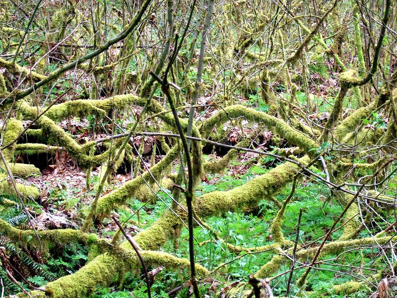 DSCF3455 Moss-covered tree limbs with new greenery growing underneath