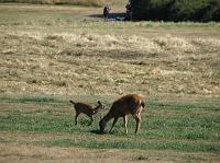 IMG_3563 Deer at Fort Casey