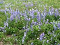 IMG_3412 Lots of lupine