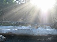 IMG_3931 Sun shining on fallen tree