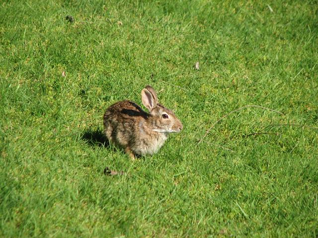IMG_1733 One of several rabbits at Wilburton Hill Park