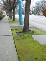 moss on sidewalk