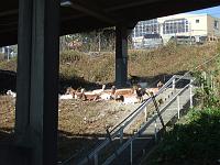 DSCF7106 Goats on the hill between Pike Place Market and the Waterfront